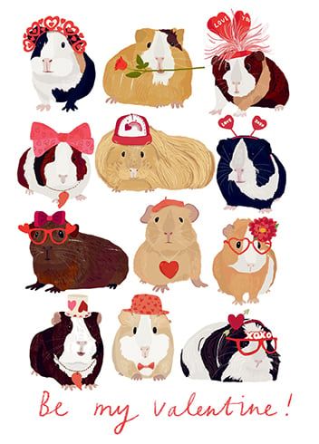 Valentine Guinea Pigs