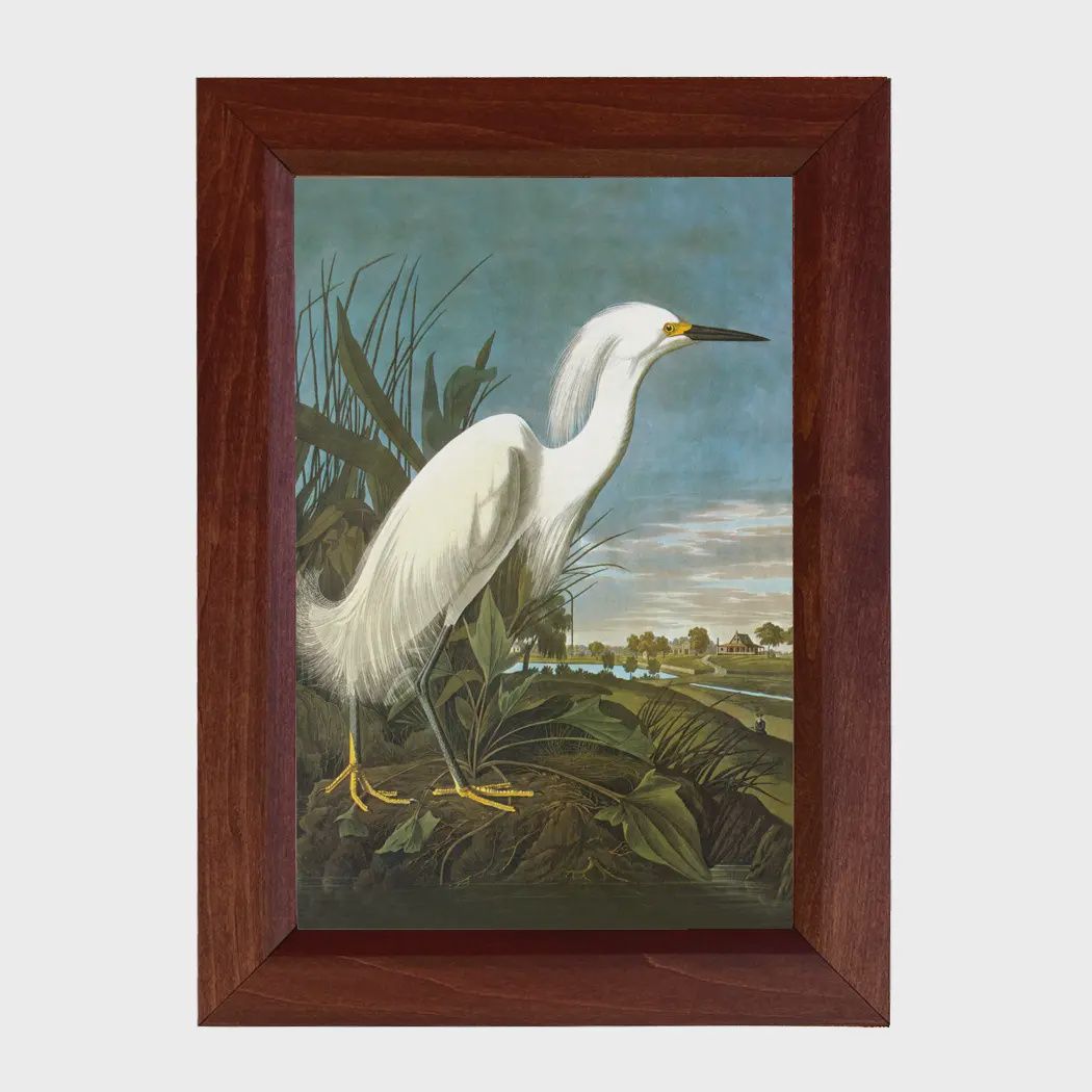 Madison Bay Co. Snowy Egret Print Behind Glass in Solid Wood Frame