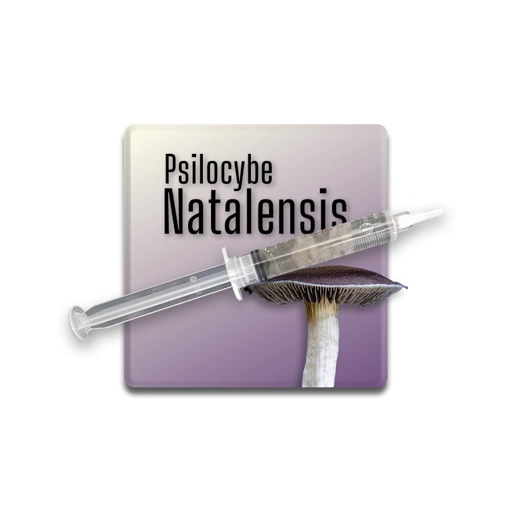 Psilocybe Natalensis