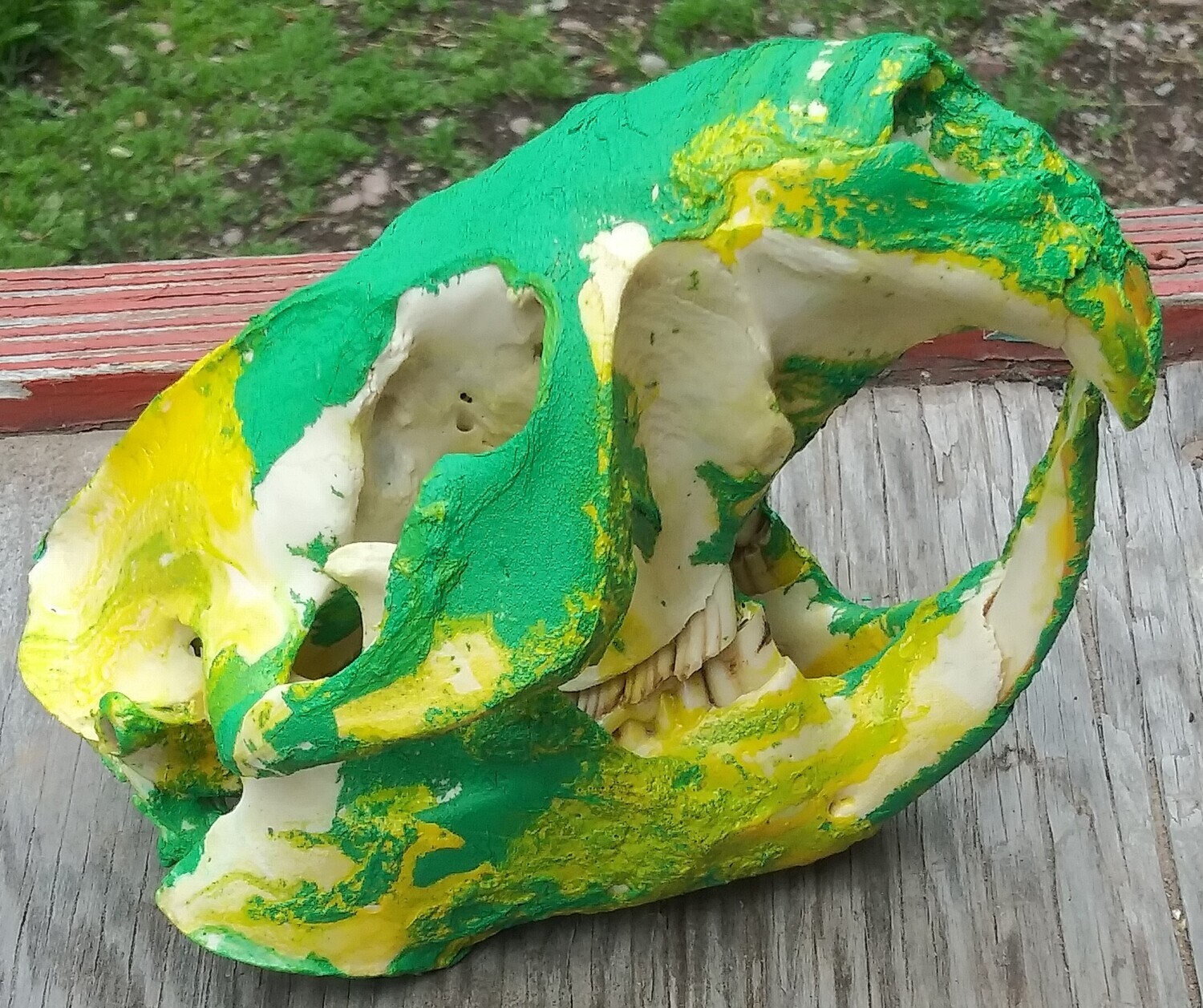 Painted Beaver Skull