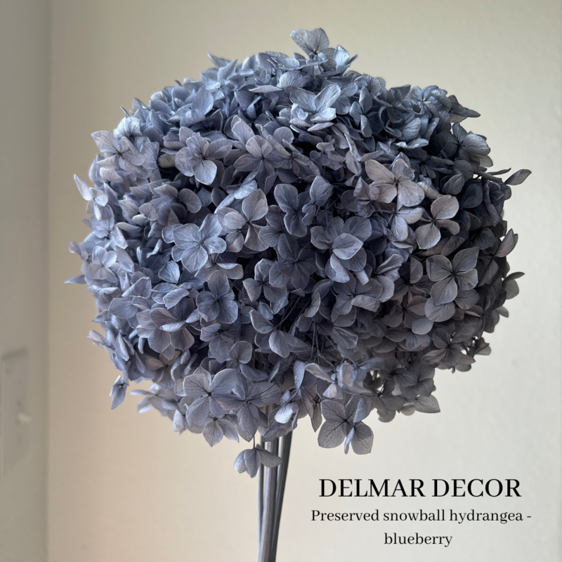 Hydrangeas - preserved