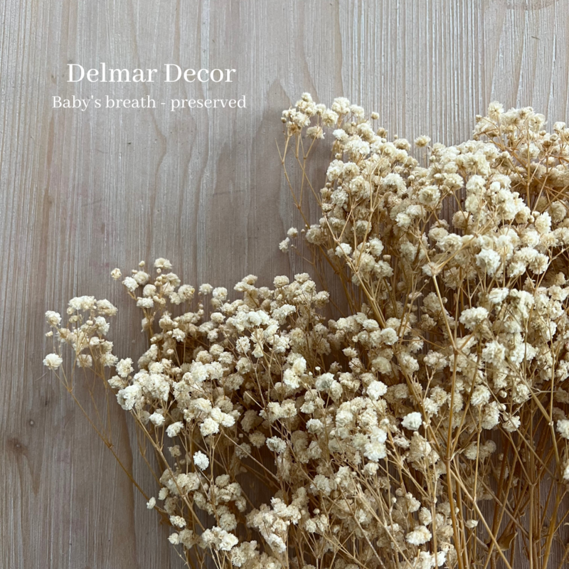 Preserved Babys Breath