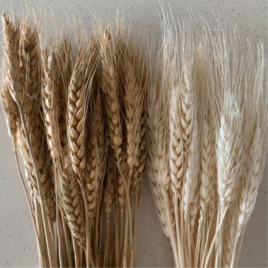 Dried Wheat bunches - 2oz
