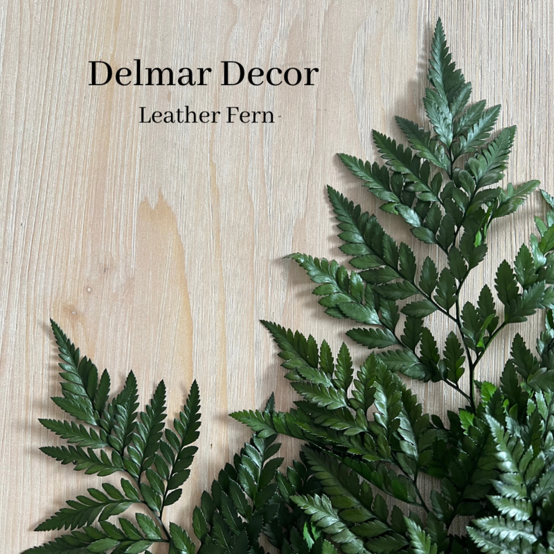 Leather Fern - Preserved