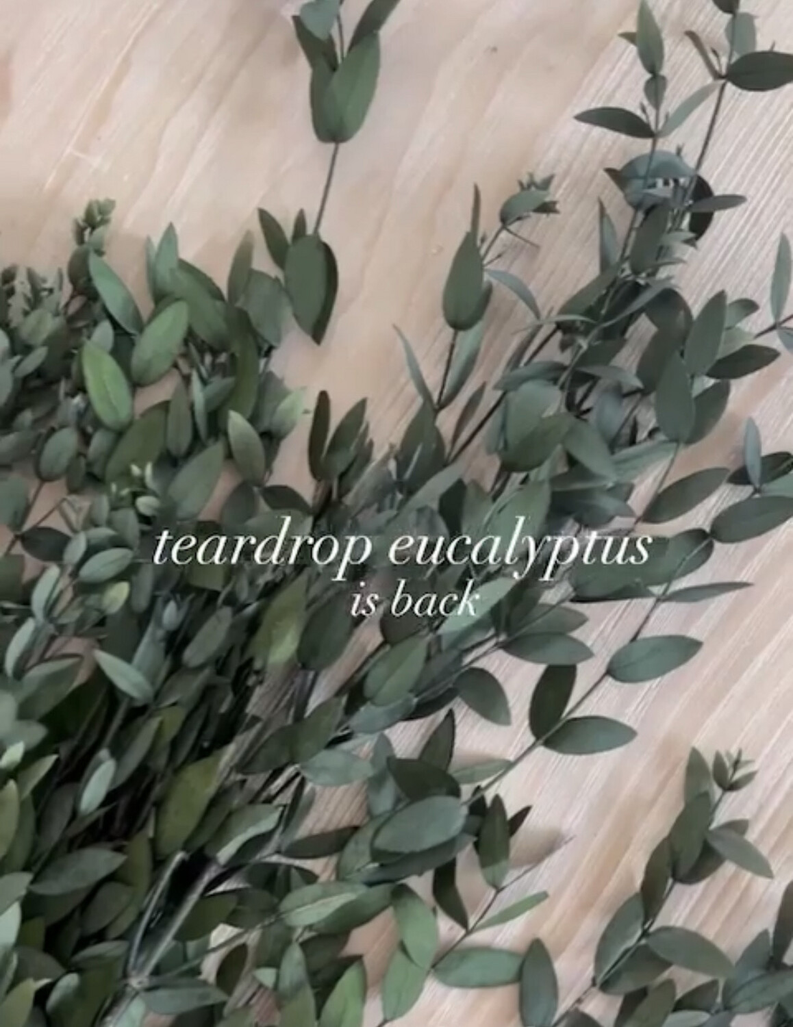 Teardrop -  Preserved
