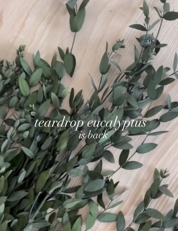 Teardrop -  Preserved