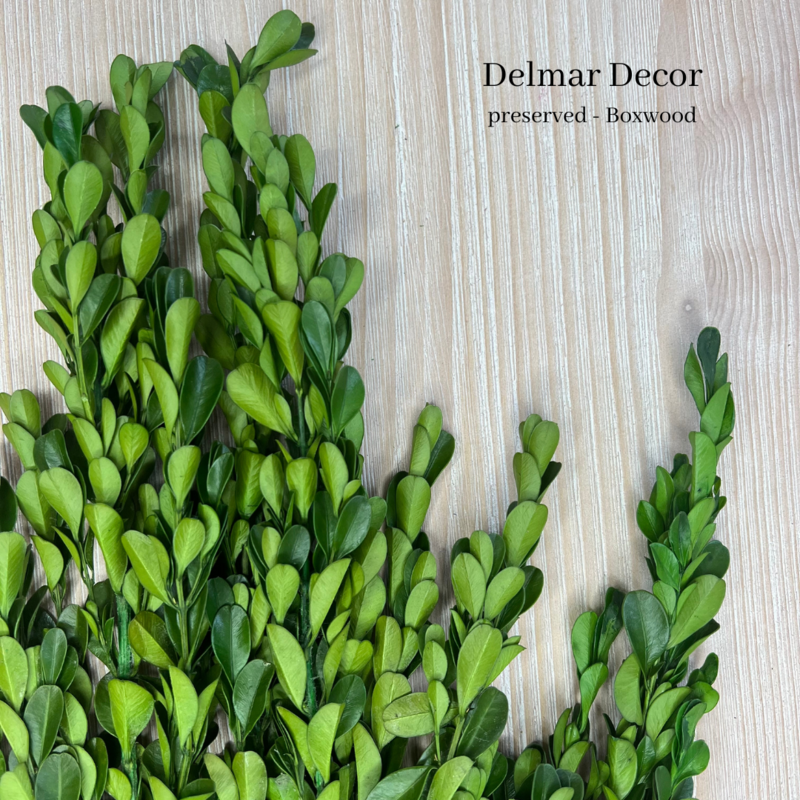 Boxwood - Preserved