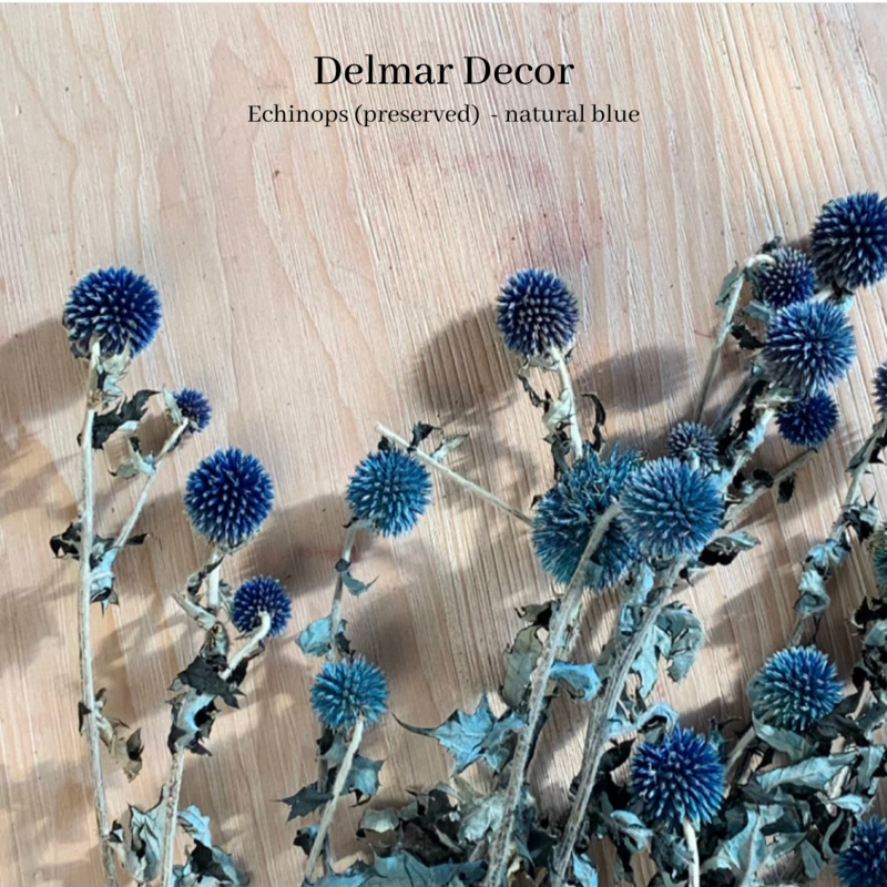 Echinops - preserved blue