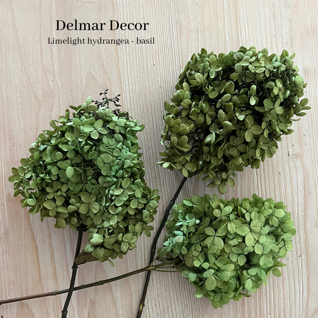 Hydrangeas - Basil Lime Light preserved