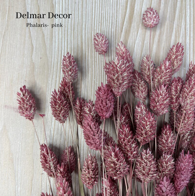 Phalaris