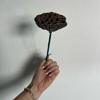 Lotus Pods