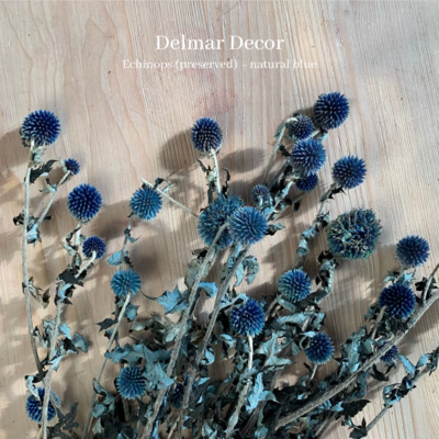 Echinops