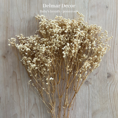 Babys Breath