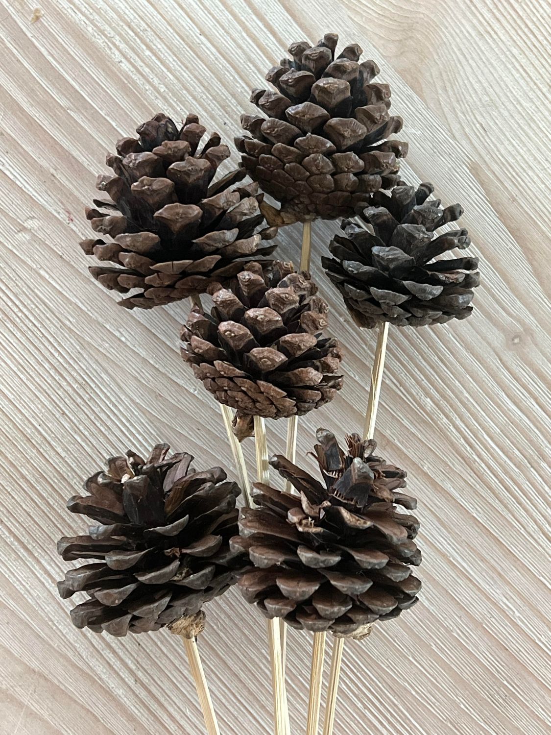 Pinecone - on stem (set of 6)