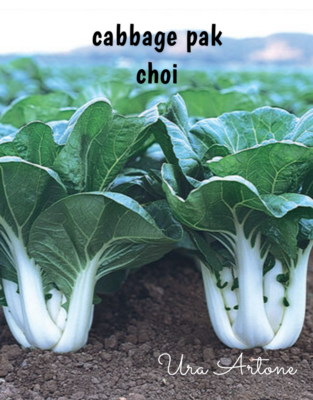 2000 seeds of cabbage pak choi