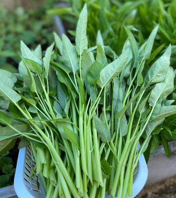 2000 seeds of water spinach/watergrass 2000 seeds of water spinach/watergrass
