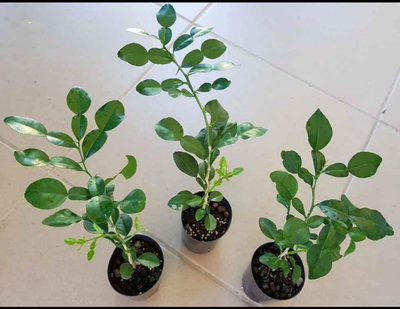  Kaffir lime plant