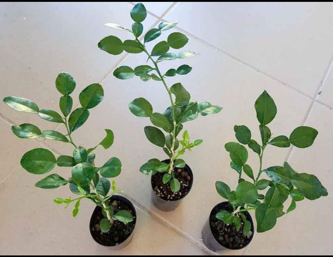  Kaffir lime plant