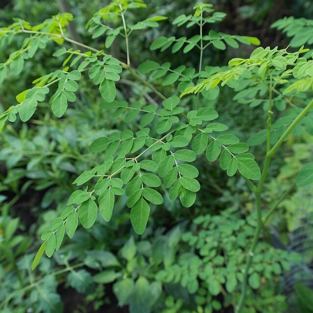 "The Mighty Moringa Dried Herb Leaves: Unleashing the Power of Nature"