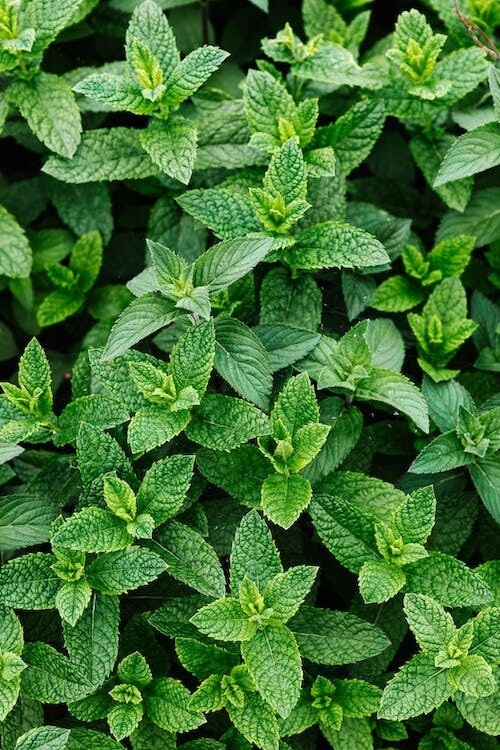 Nature's Minty Elegance -ALL MINTS - Dried Leaves