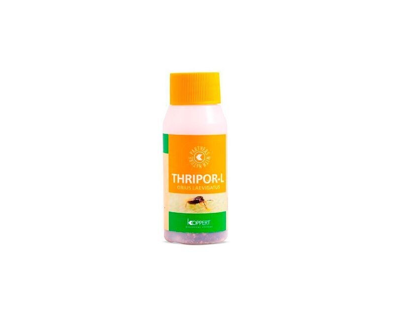 THRIPOR- L 2000 ORIUS LAEVIGATUS (LARVA TRIP)