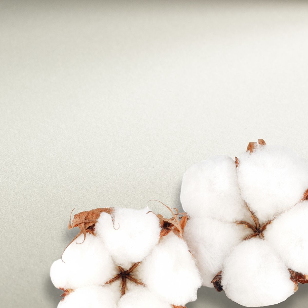 Cartulina Hahnemuhle Collection 640gr. grano satinado, 56 x 76 cms, 5 pliegos