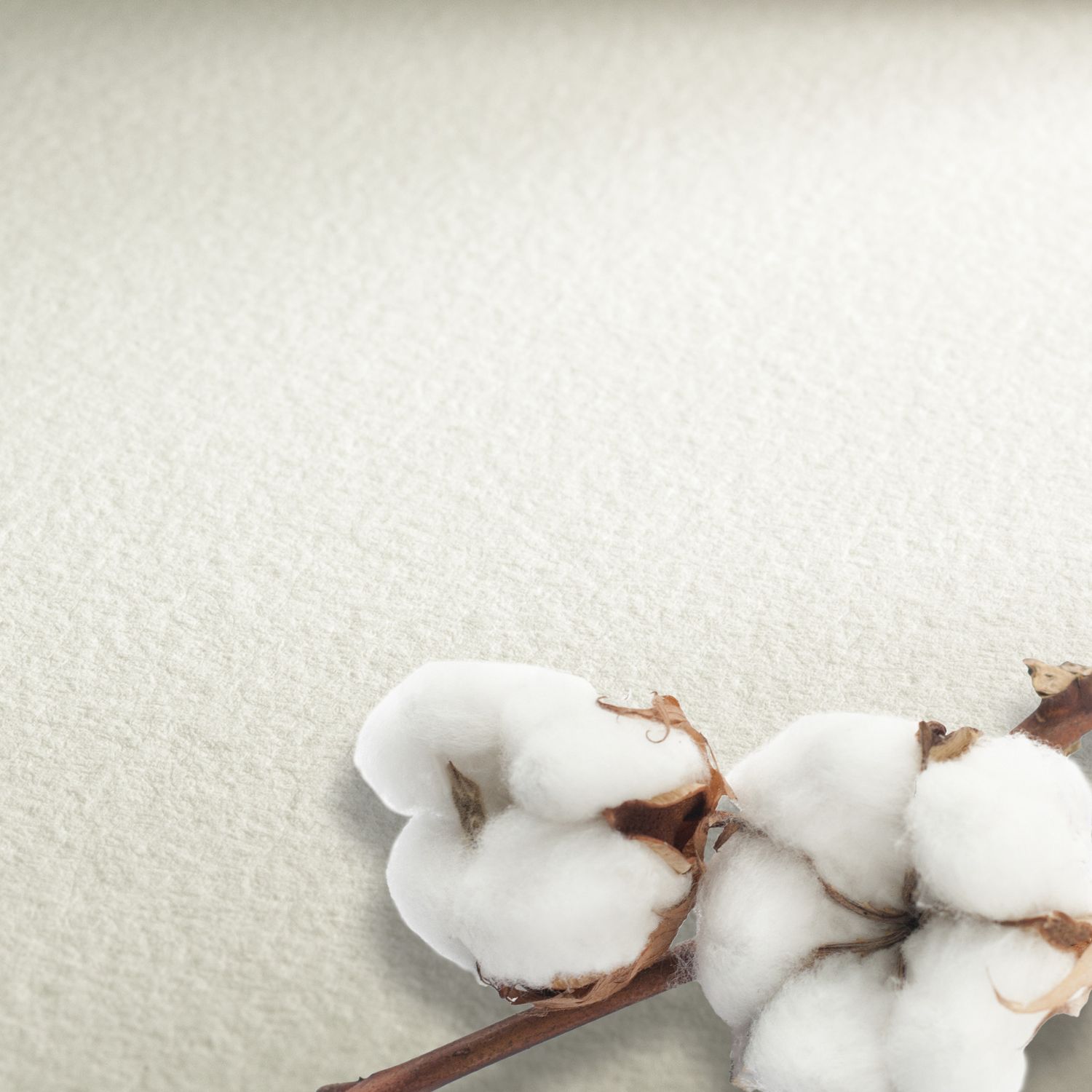 Cartulina Hahnemuhle Collection 300 gr. grano fino, 56 x 76 cms, 10 pliegos