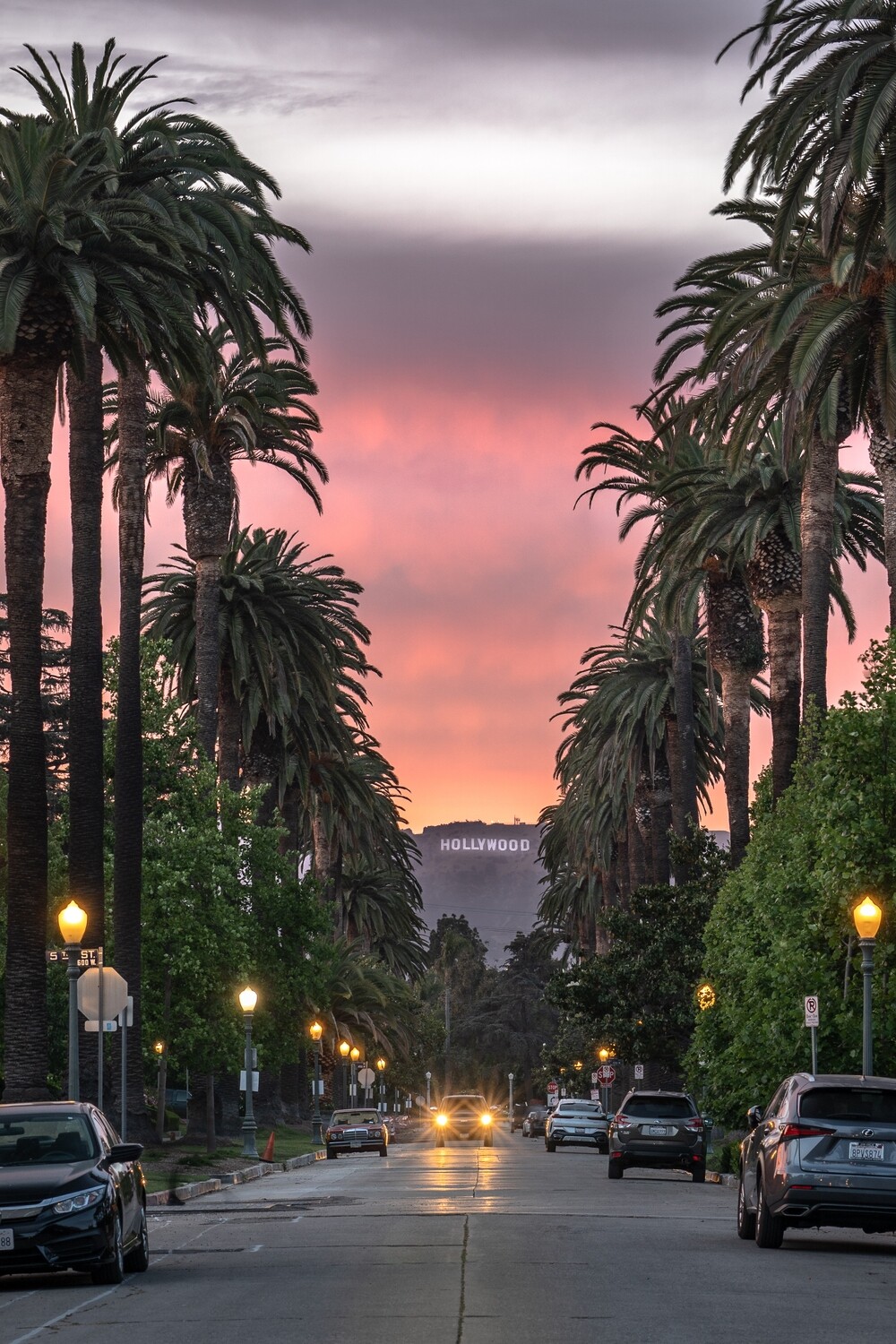 Hollywood sign and palm trees