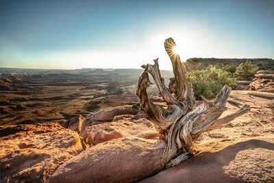 Canyonland dead tree