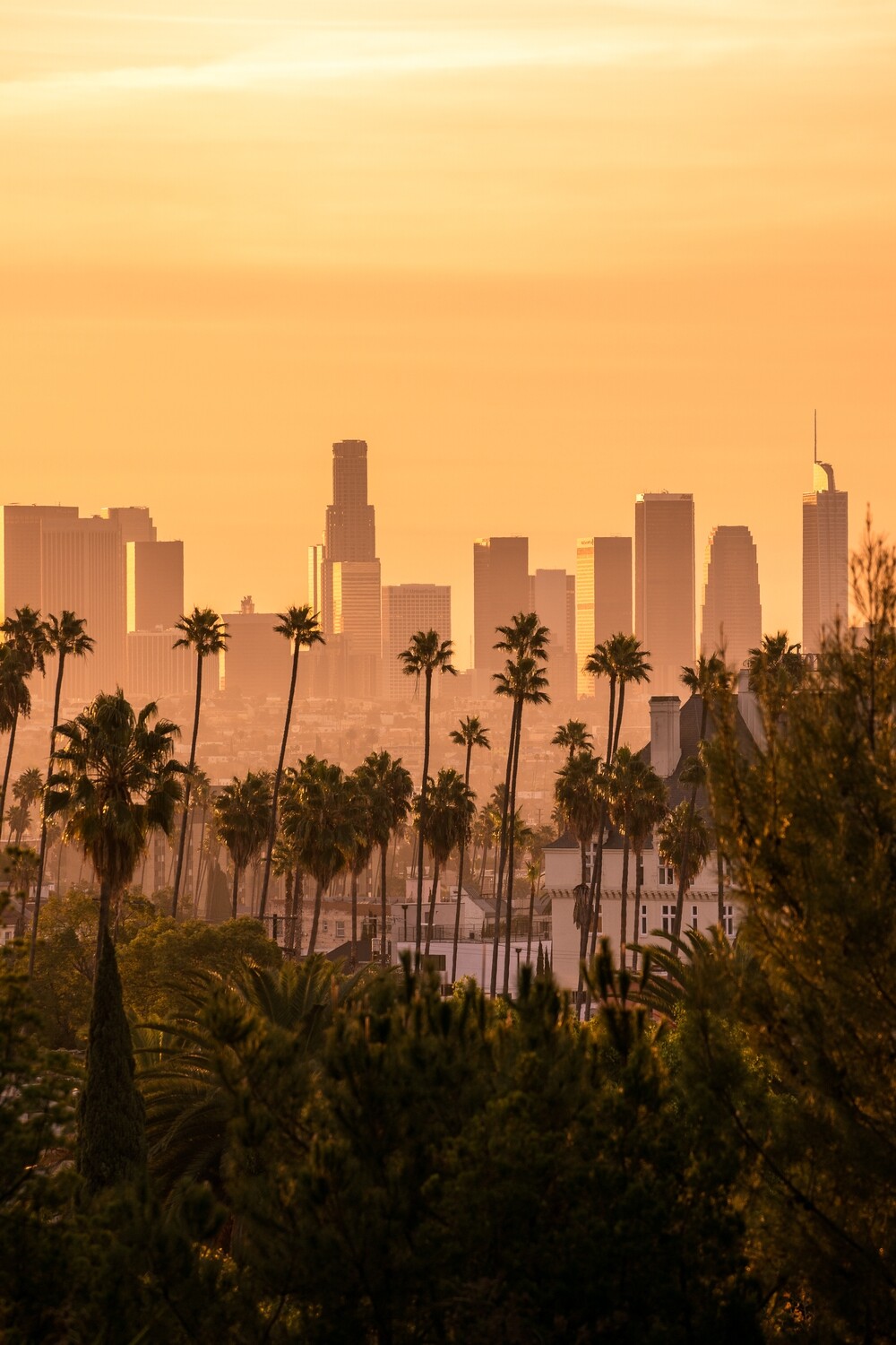 Palm trees and skyscrapers Palm trees and skyscrapers
