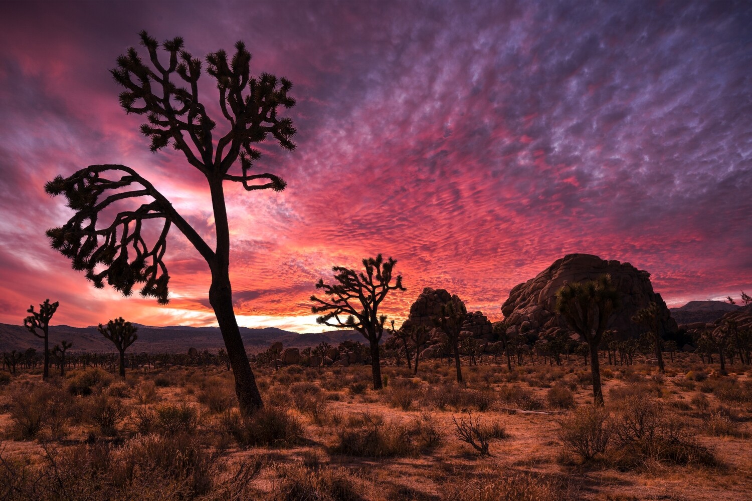 Joshua trees