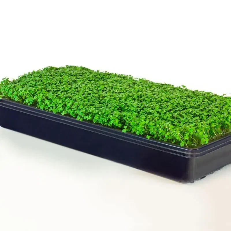 Spicy Mix Microgreens
