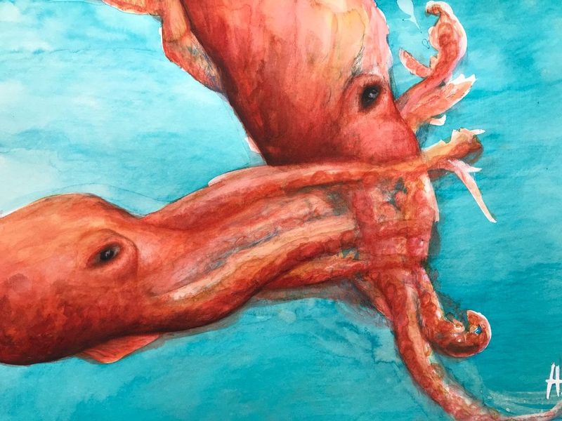 Octopus n°2