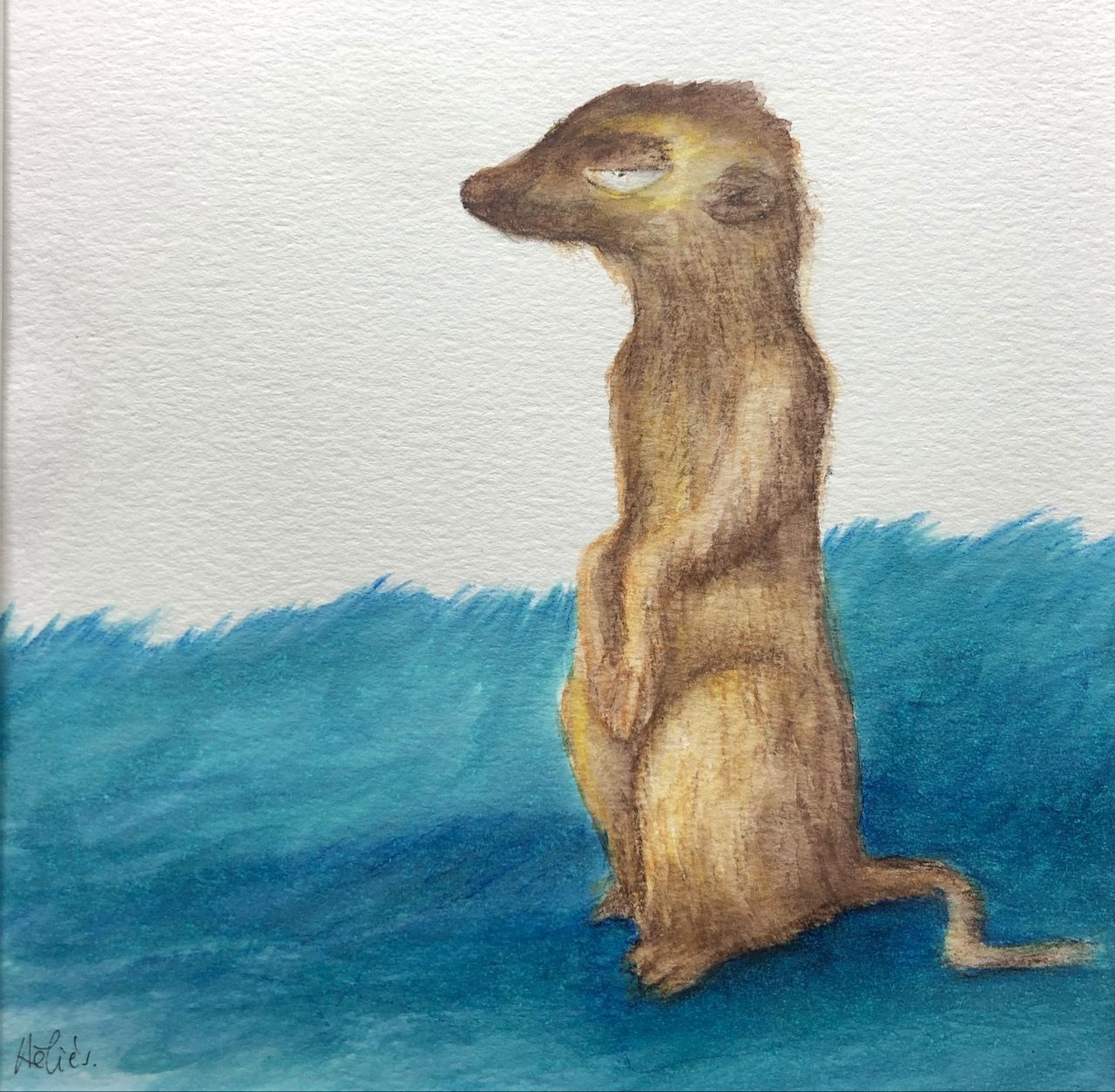 " Suricate "