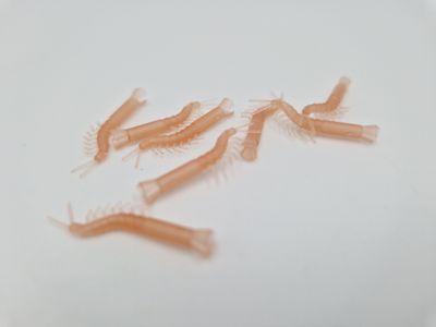 SHRIMP ALIGNER