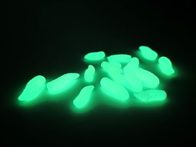 NEON GREEN GRUBS LARGE - POP UP