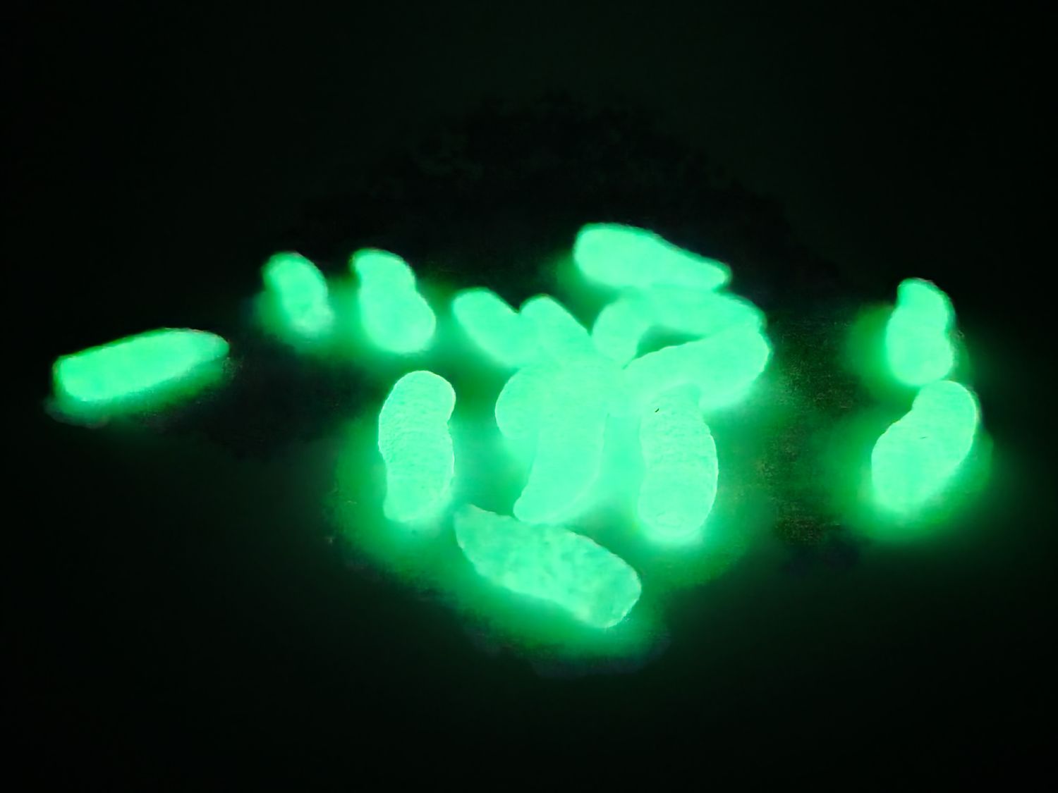 NEON GREEN GRUBS LARGE - POP UP