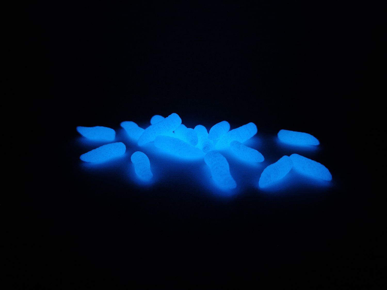 NEON BLUE GRUBS LARGE - POP UP