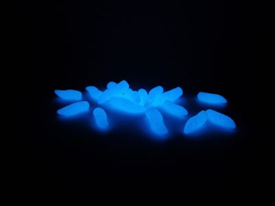 NEON BLUE GRUBS LARGE - POP UP