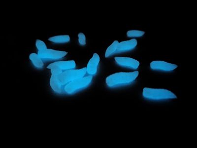 NEON GRUBS BLUE - POP UP