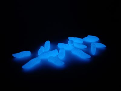 NEON GRUBS BLUE - POP UP