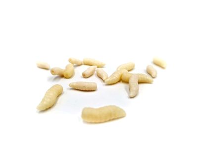 MAGGOT LARGE - POP UP