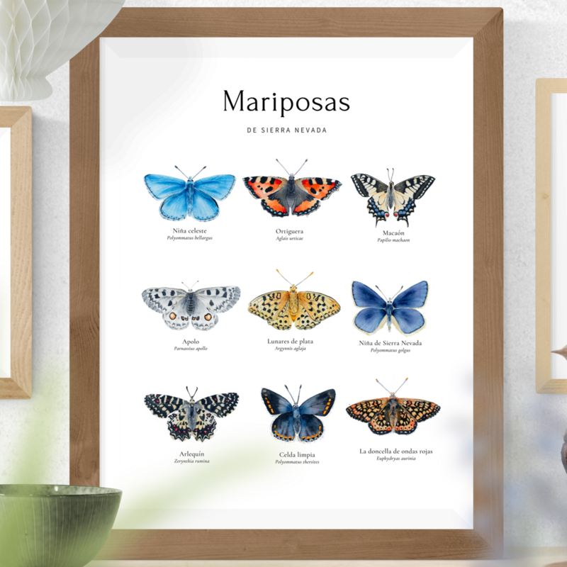 Mariposas