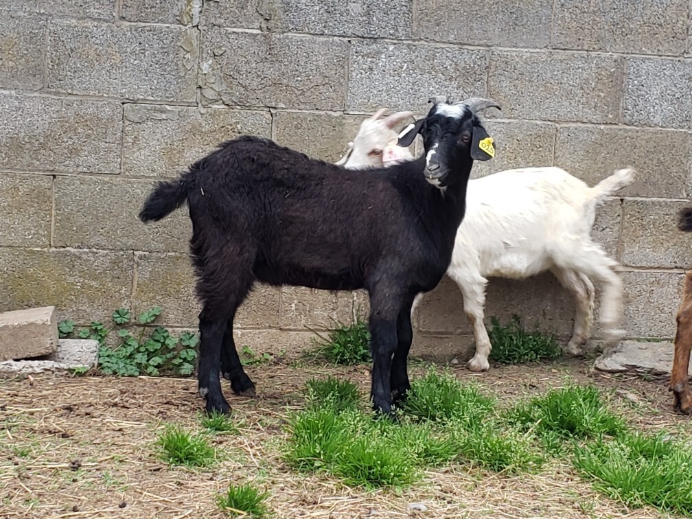Kiko Goat Buck