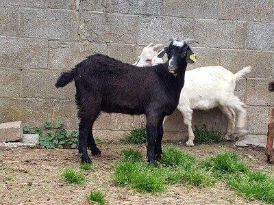 Kiko Goat Buck