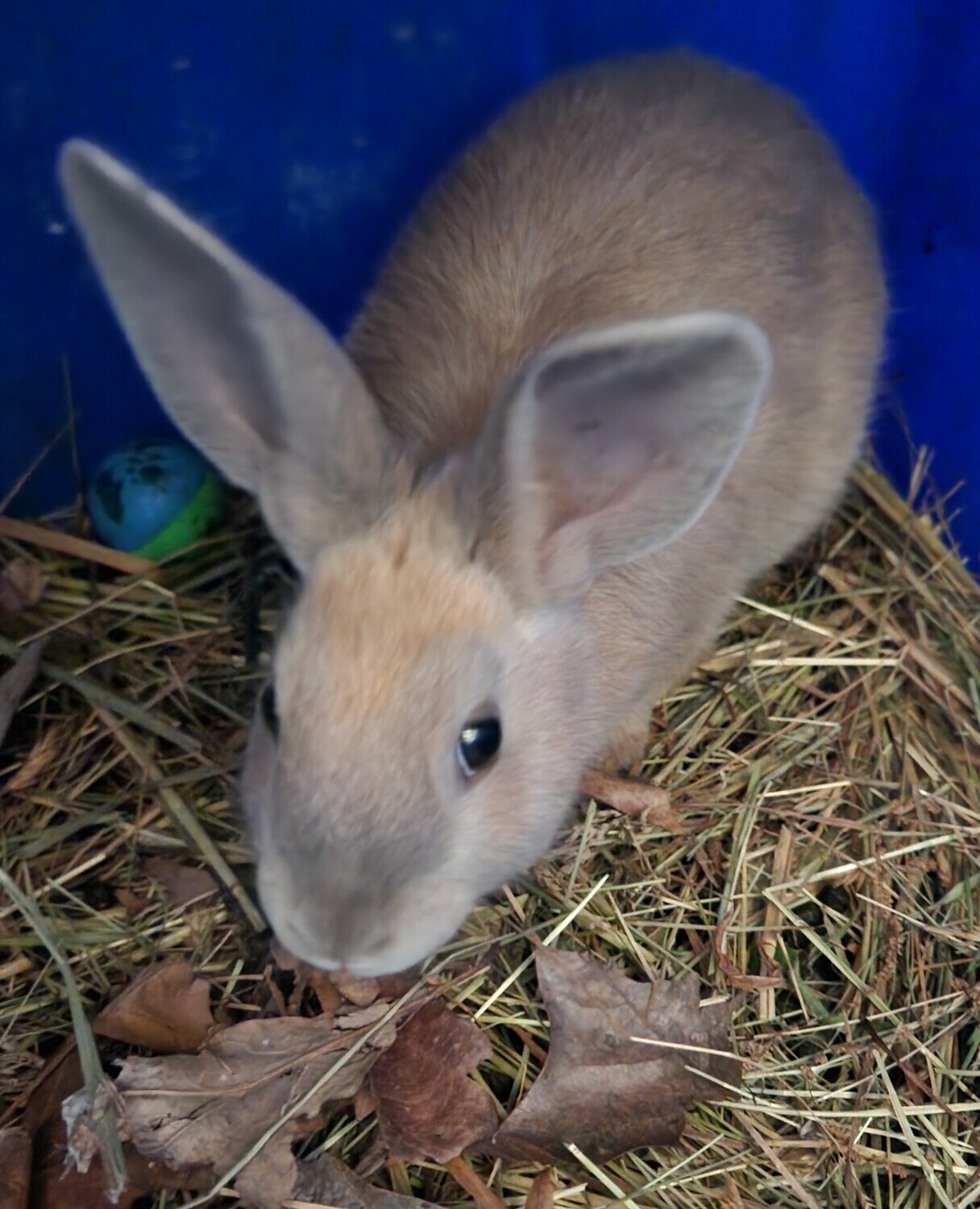 Rex Californian rabbit
