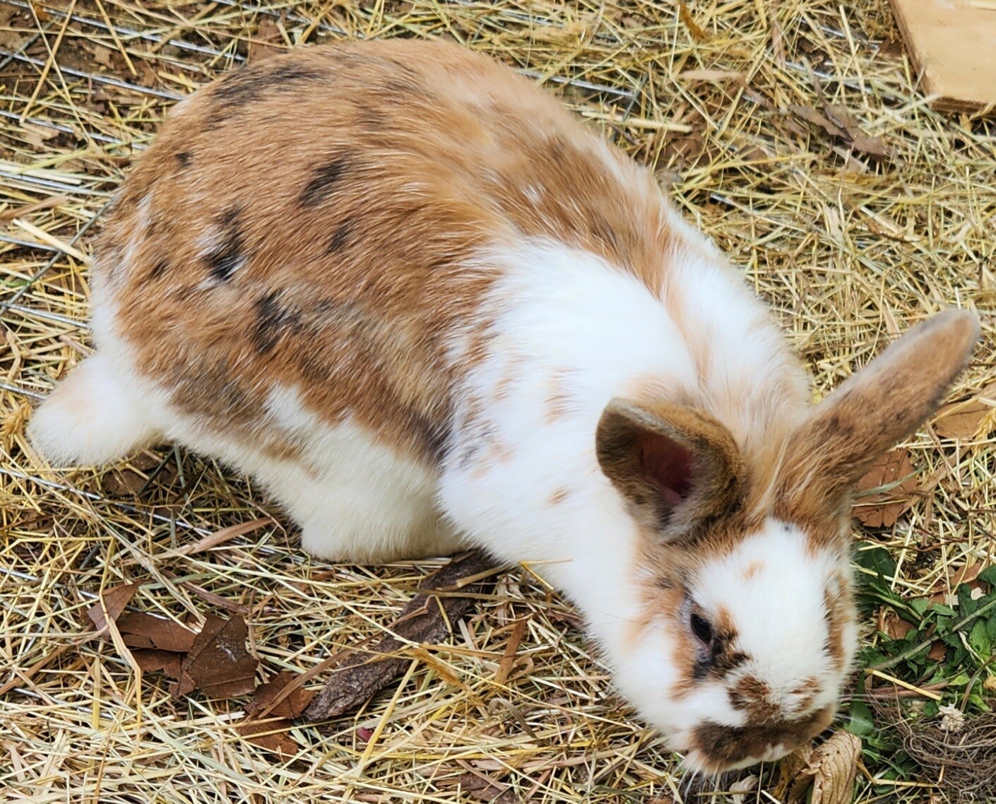 New Zealand x Lion Head x Holland Hop