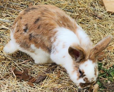 New Zealand x Lion Head x Holland Hop