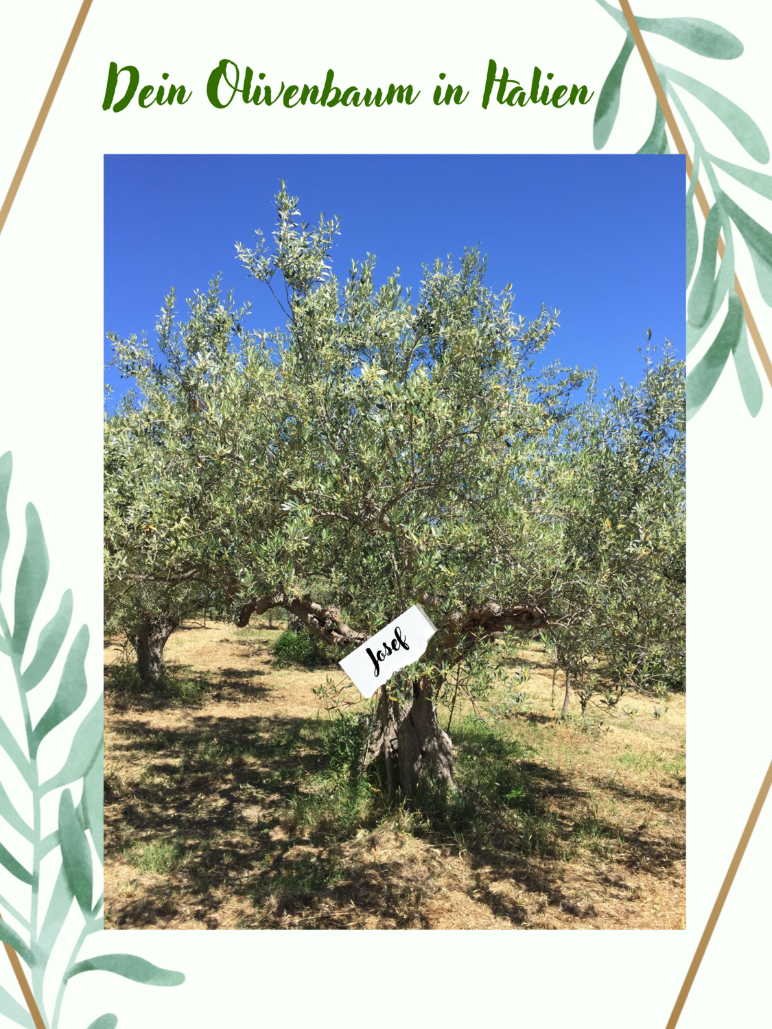 Adoptiere einen Olivenbaum!