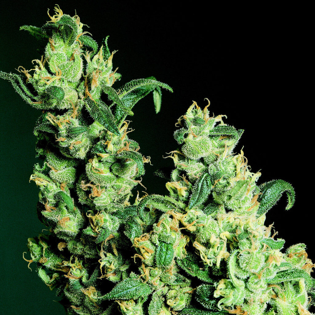 THE BIG JACK. 5 UNIDADES – INDICA13